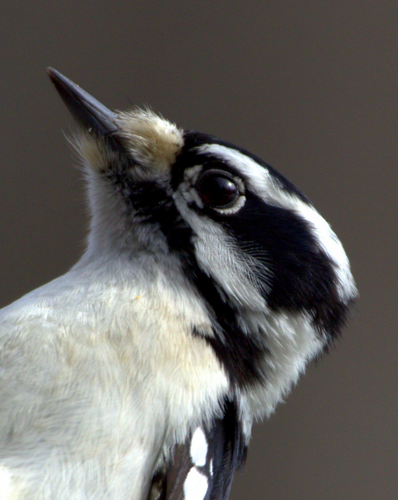 Downy Woodpecker