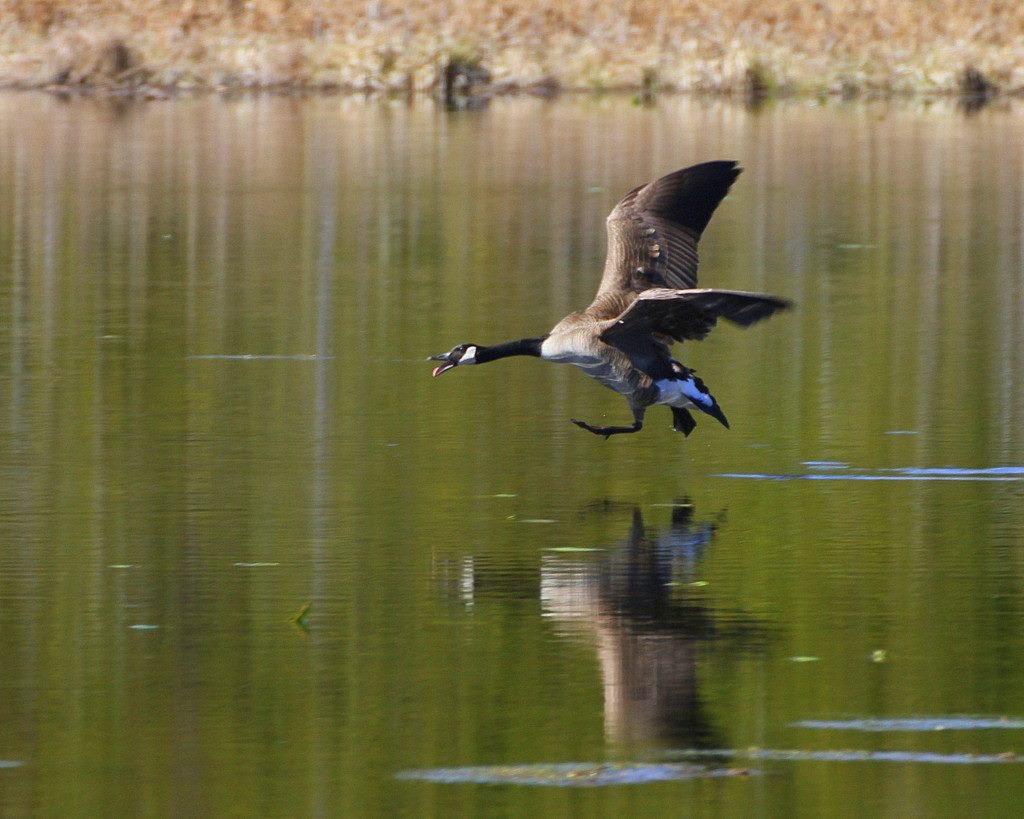 LANDING GEAR LOCKED