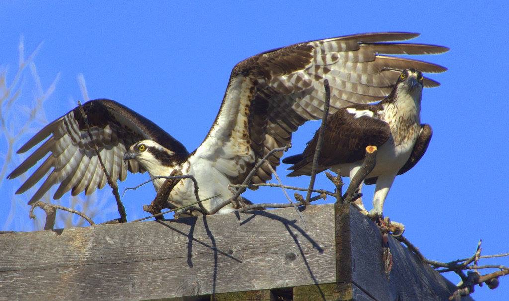 OSPREY PAIR