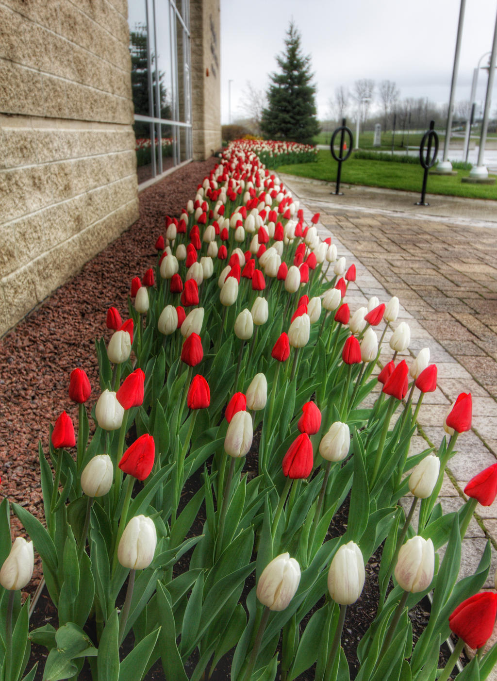 TOWN HALL TULIPS