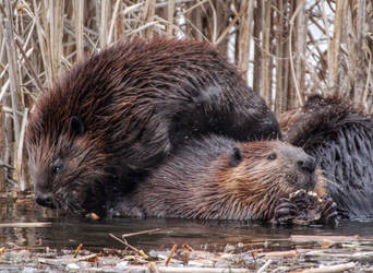 BEAVER PILEUP by lenslady