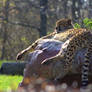 CHILLING CHEETAH