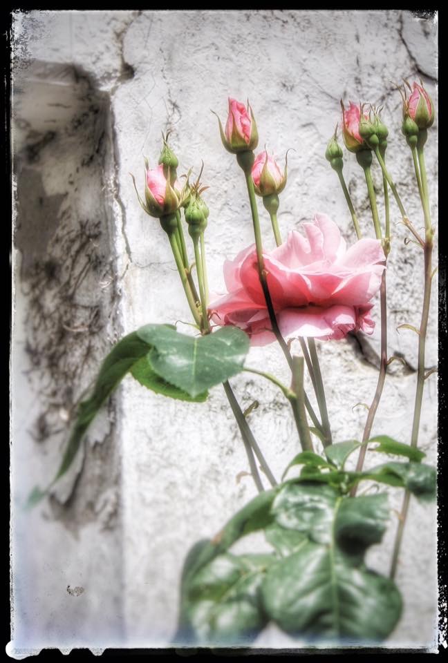 REMEMBRANCE ROSES