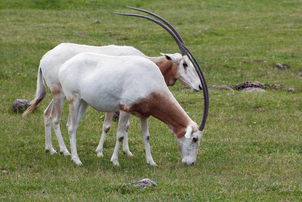 THE ELEGANT ORYX