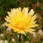 Yellow Flower 1 by MrParts