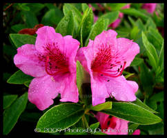 Wet Wonder in Pink