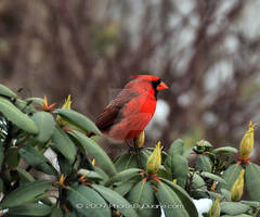 Cardinal 1