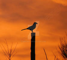 Sunset bird