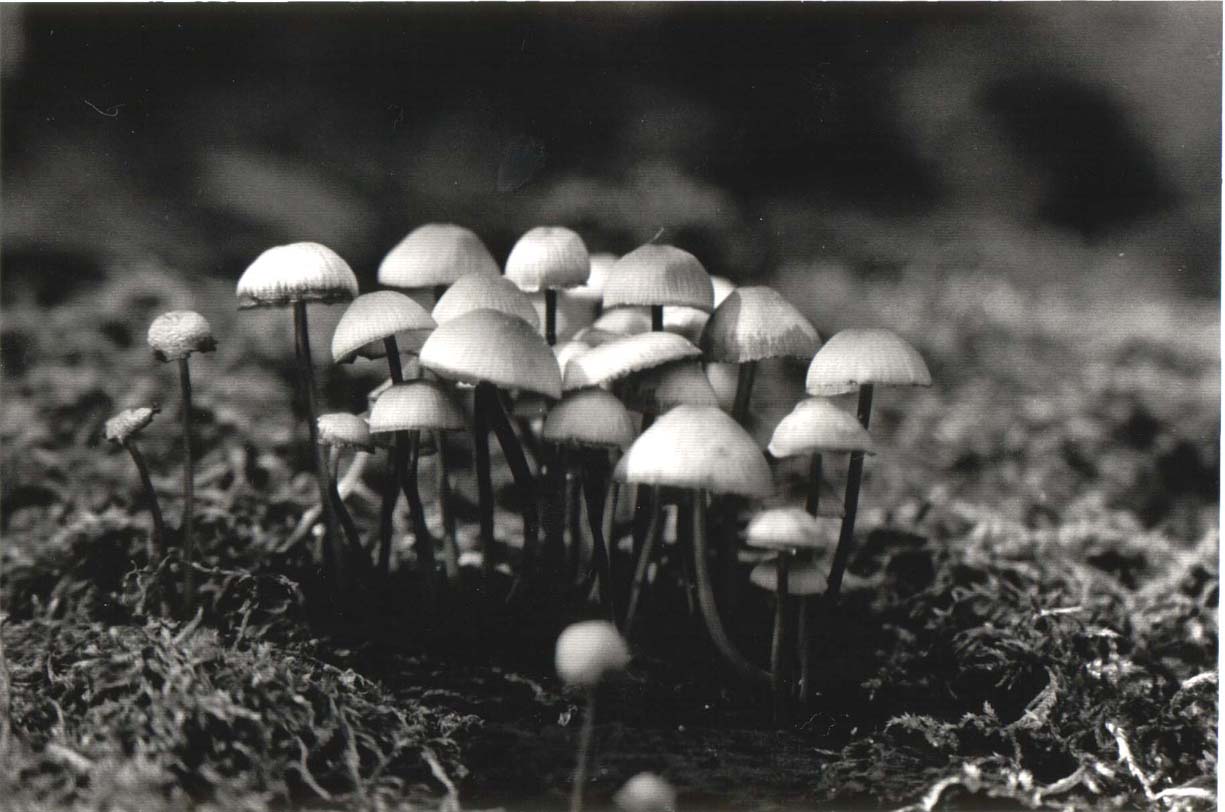 Mushroom Forest