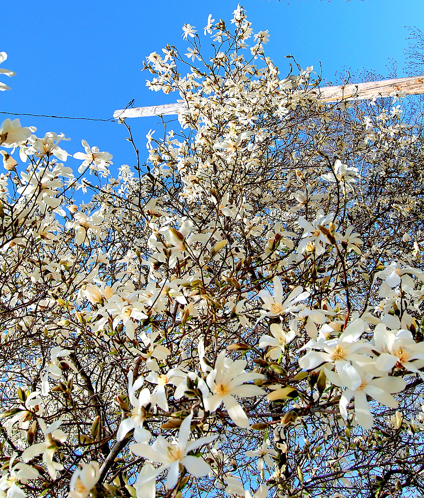 Its Raining Flowers