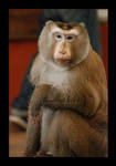 Monkey by 0-kelley-0