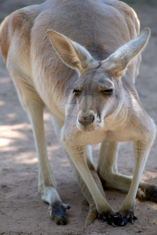 Kangaroo