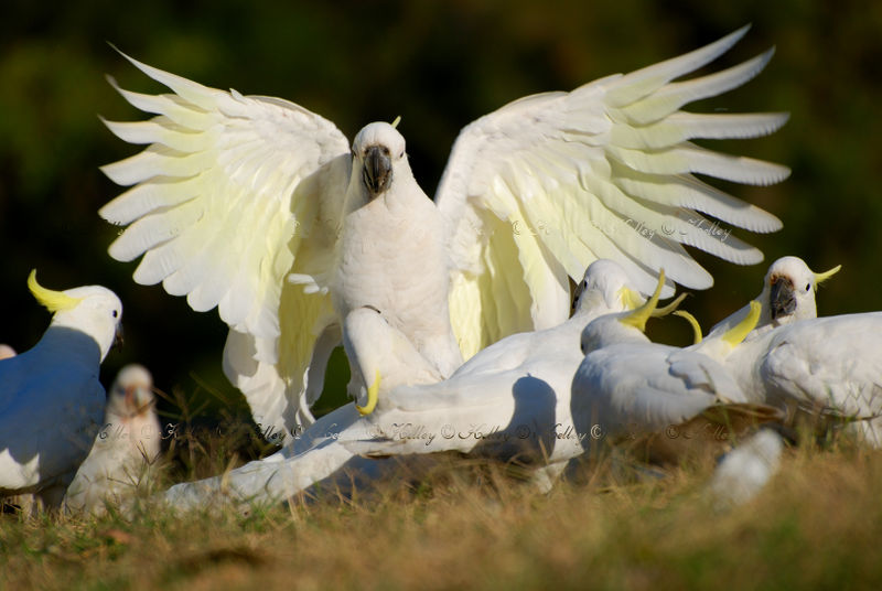 Feeding Flourish