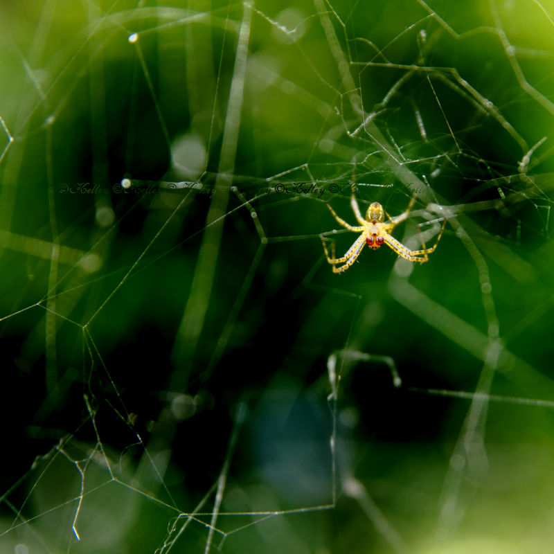 Rancorous Recluse by 0-kelley-0 on DeviantArt