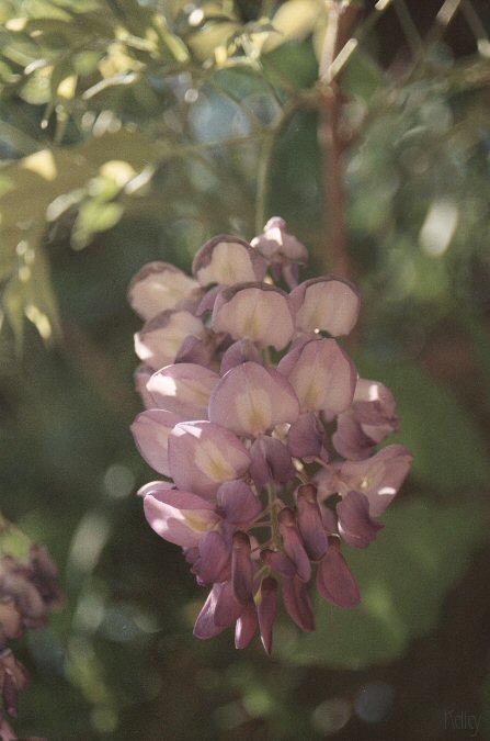 delicate vine