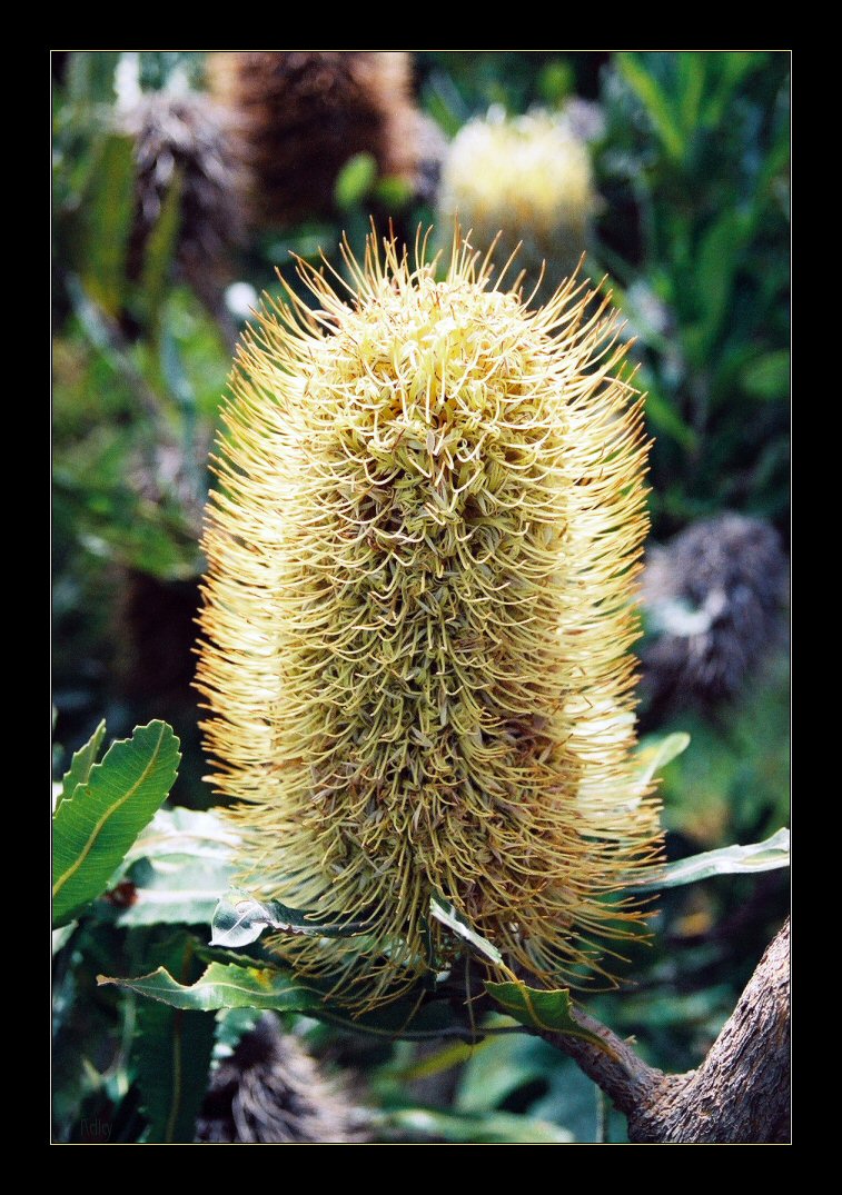 Banksia