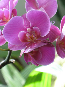 My Favorite Orchid Photo