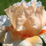 Peachy White Iris