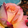 Droplets on Rose 1