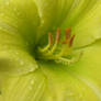 Wet Daylily 2