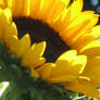 Sunflower 3