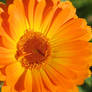 Bright Orange Marigold 2