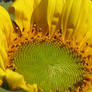 Mom's Sunflower 3