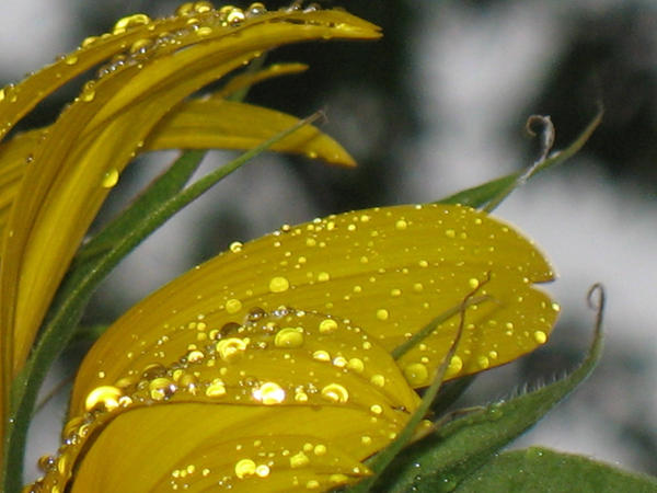 Rainy Day Sunflower 5