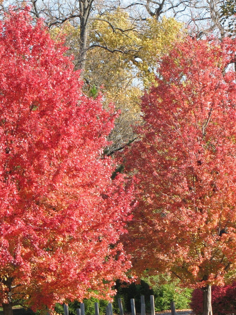 Autumn Colors 4