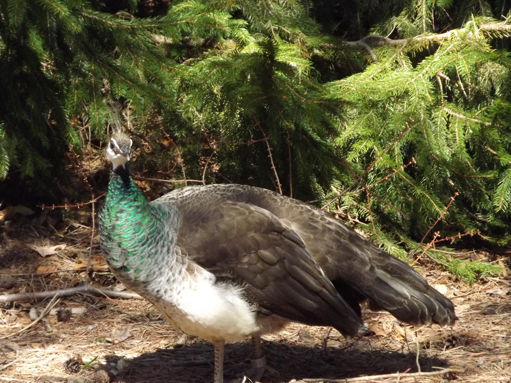 Peahen 2