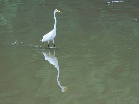 Crane Reflection