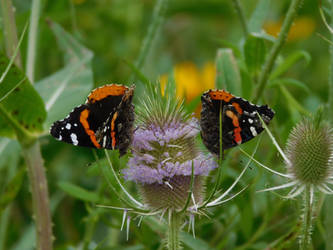 Butterfly Pair