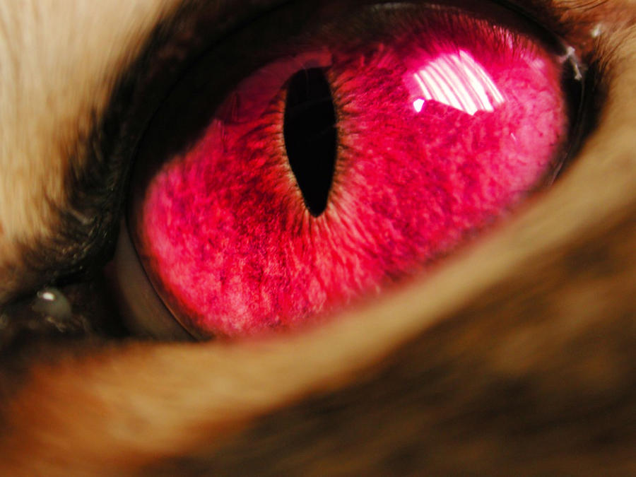 Dark-Purple cat eye