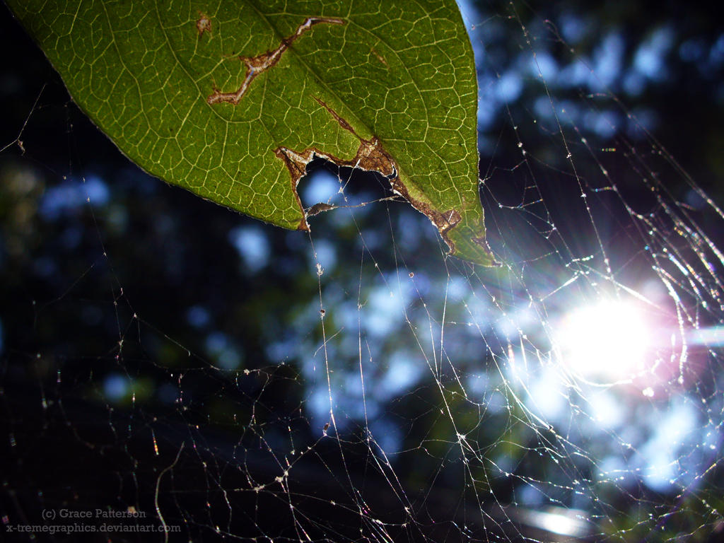 entangled by X-tremeGraphics on DeviantArt