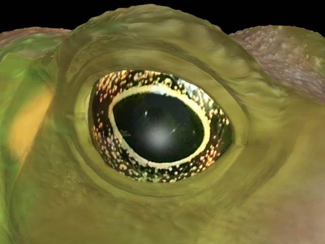 frog texture eye close up by Pheuronskeurts on DeviantArt