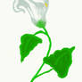 Calla Lily