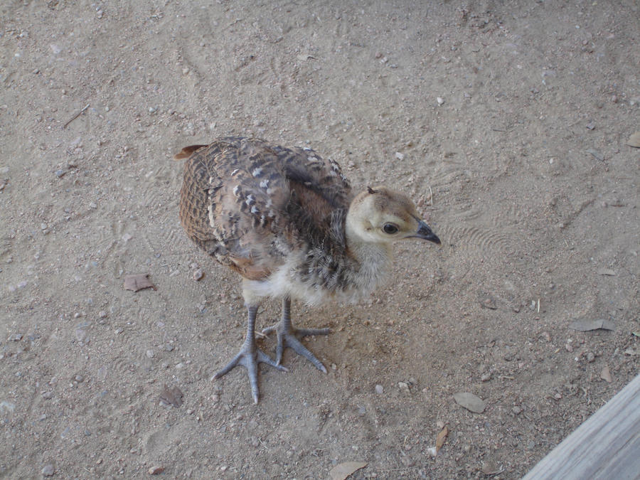 peacock chick