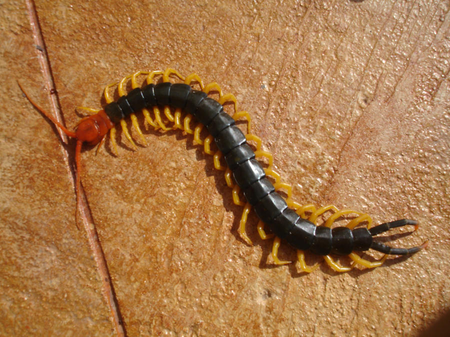 Texas red headed centipede