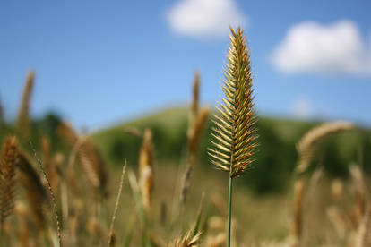 Grasslands