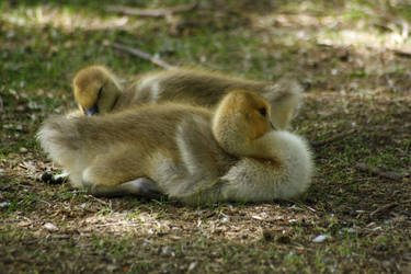 sleeping babies