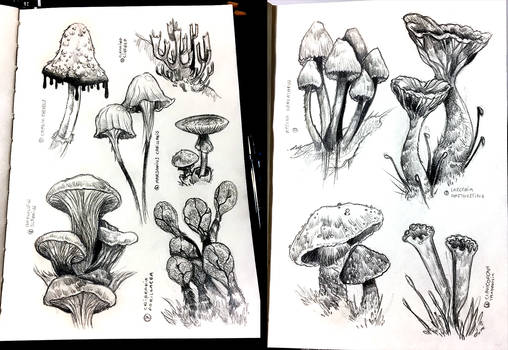 03/12/2017 - Study in Mushies