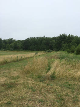 Late summer fields 