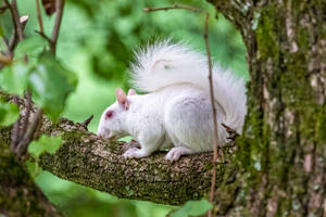 Albino Squirrel