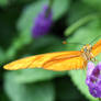 Julia - Dryas iulia