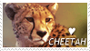 *|.Cheetah Stamp.|*