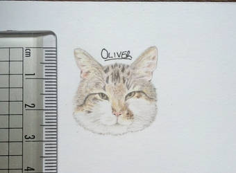 Oliver - Inch Drawing