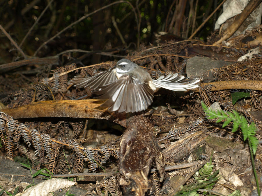 Little Fantail