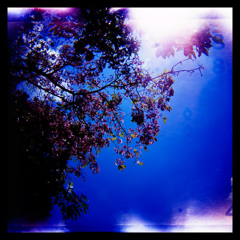 Holga Blues 06