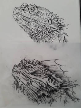 Sea Dragon study 1