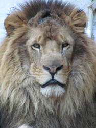 King Lion